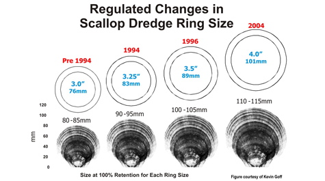 Scallop Size Chart