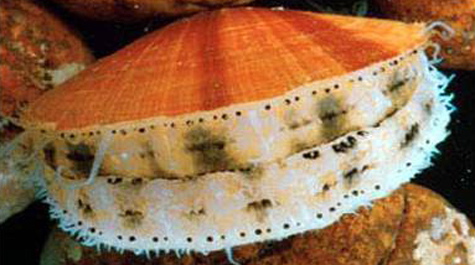 Sea scallop