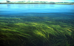 Healthy seagrass meadows provide ecosystem services in coastal habitats worldwide.