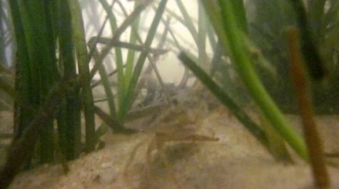 $_EscapeTool.xml($img_display)