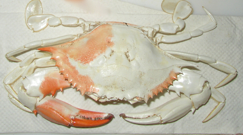 Albino crab