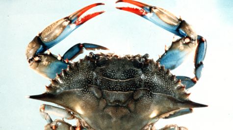 Female blue crab