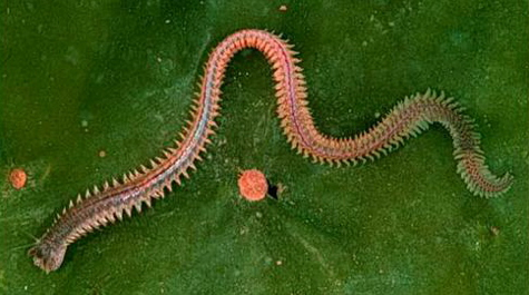 Neanthes Worm