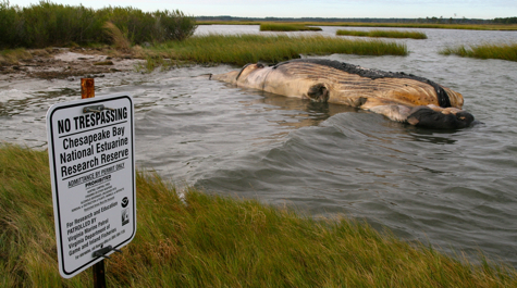 $_EscapeTool.xml($image_display_name)