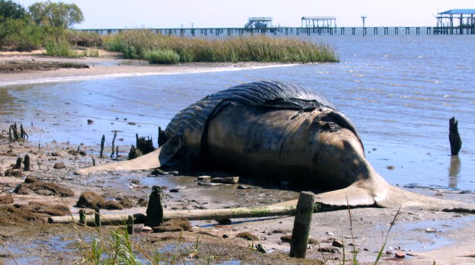 $_EscapeTool.xml($image_display_name)