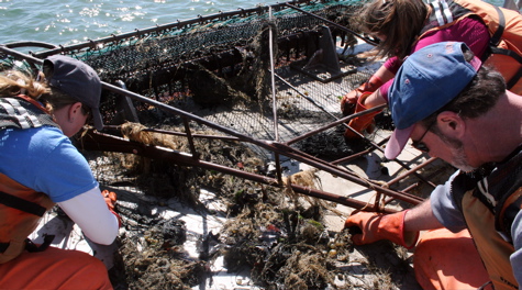 Sorting the Catch
