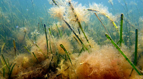 Algae on Seagrass