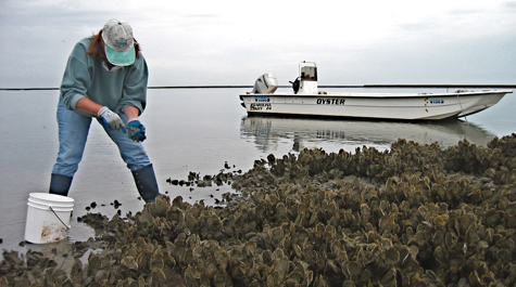 Collecting Oysters 