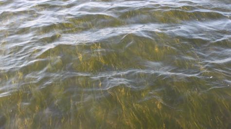 Eelgrass in Virginia's Seaside Bays