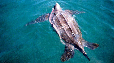 An adult male leatherback turtle