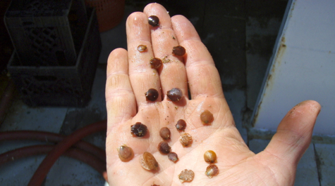 Seed Scallops