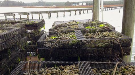 In intensive culture, growers use cages to protect oysters from predation.  © K. Hudson/VIMS.