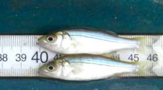 Juvenile Striped Bass