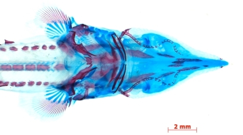 Cleared & Stained Specimen