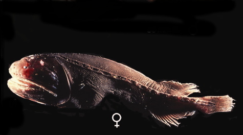 female_whalefish.jpg