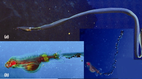 Two post-larval whalefishes