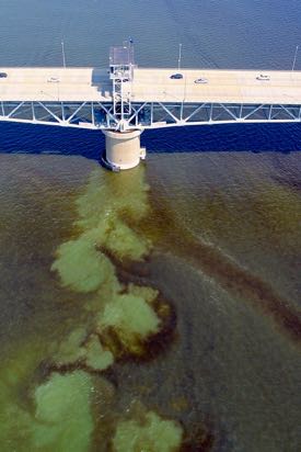 Bloom streaks in the York River beneath the Coleman Bridge as imaged by VIMS' aerial drone.