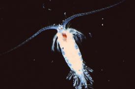 The copepod {em}Pleuromamma xiphias{/em} is an example of a vertical migrator in the Sargasso Sea. ©D. Steinberg/VIMS.