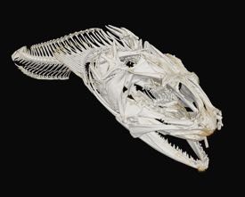 A CT scan of the Lusitanian toadfish {em}Halobatrachus didactylus{/em} from the U.S. National Museum of Natural History (USNM HABT3). © Diego Vaz. 