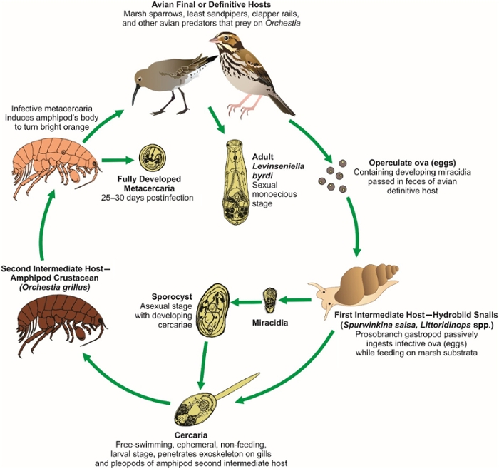 Parasite Life Cycle