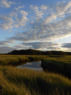 The researchers conducted their study in Plum Island marsh in Massachusetts. © D. Johnson/VIMS.