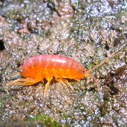 When infected by the parasite {em}Levinseniella byrdi {/em}, the amphipod {em}Orchestia grillus{/em} turns bright orange and neglects to hide from avian predators. © D. Johnson/VIMS.