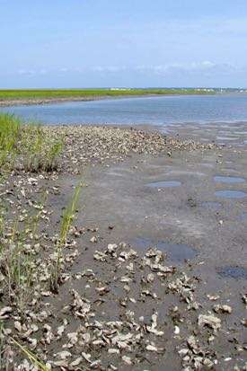 A fringing oyster reef near one of the team’s study sites in North Carolina. © A. Smyth.