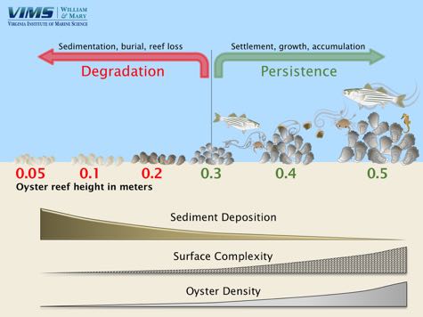 High-relief reefs persist while low-relief reefs degrade. Click for larger image.