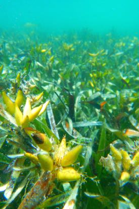 Fruits of the seagrass <em>Posidonia australis</em>. © J. Statton/UWA.