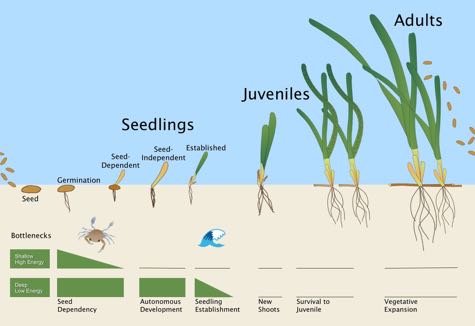  The researchers monitored seagrass growth through many discrete life stages. Click for larger image.