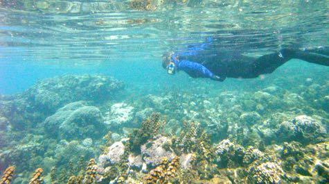 Coral-Reef Research