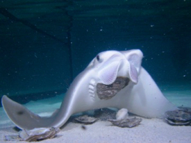 Cownose rays are large stingrays native to the Chesapeake, with dark brown or olive-gray backs and white bellies. © R. Fisher/VIMS.