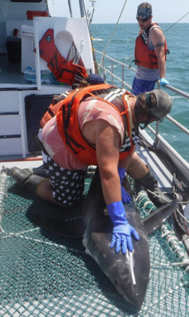 Jeff Eckert (front center) and Cassidy Peterson (obscured) hold the immature male great white shark prior to release while Gregg Mears (back right) looks on. © K. O’Brien/VIMS.