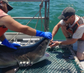 Jeff Eckert (L) holds the immature male great white shark as Taylor Moore (R) de-hooks it before release. © K. O’Brien/VIMS.