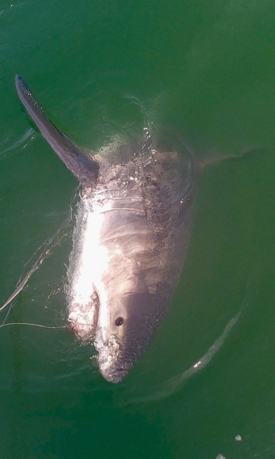 VIMS scientists estimate the larger of the pair of great white sharks was 12-13 feet long. A shark that size likely weighs around 1,300 pounds. © K. O'Brien/VIMS.