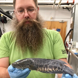 Associate Professor Eric Hilton with the first snakehead collected from the James River drainage. Hilton is Curator of Fishes for the Nunnally Ichthyology Collection at VIMS. © Sarah Huber.