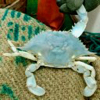All-Blue Blue Crab