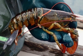 The research team monitored the progression of epizootic shell disease by comparing disease state in tagged and re-captured lobsters. © M. Groner/VIMS.