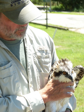 Dr. Bryan Watts holds the chick after its exit from the nest.