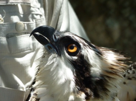 The entangled osprey chick, a female.