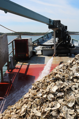 Spat on shell being deployed from the {em}Robert Lee{/em} in Maryland's Choptank River. © Oyster Recovery Partnership.