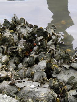 Oysters can not survive prolonged exposure to fresh water. © R. Seitz/VIMS.