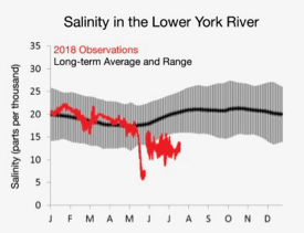 Salinity in the lower York River is far below the long-term average due to heavy and persistent rainfall in recent weeks. Graph created by VIMS professor Mark Brush based on data from water-quality monitoring stations operated by the Chesapeake Bay Program.