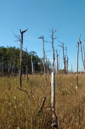 “Ghost forests,” now common in Chesapeake Bay and along the Gulf Coast, are evidence of the landward migration of saltmarshes. © M. Kirwan/VIMS.