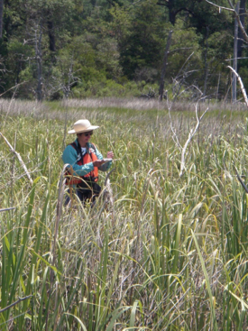 Julie Bradshaw of CCRM records plant types witin a tidal marsh as part of VIMS' Tidal Marsh Inventory. © CCRM/VIMS.