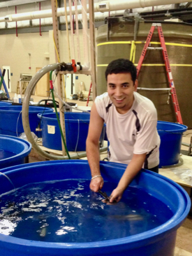 VIMS Ph.D. student Vaskar Nepal tests the salinity tolerance of blue catfish in the Seawater Research Laboratory at VIMS. © M. Fabrizio/VIMS.