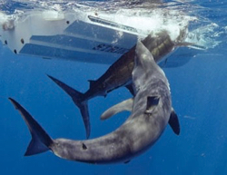 The Mako shark attacks Graves' blue marlin in the water beneath his skiff. © Alistair McGlashan.