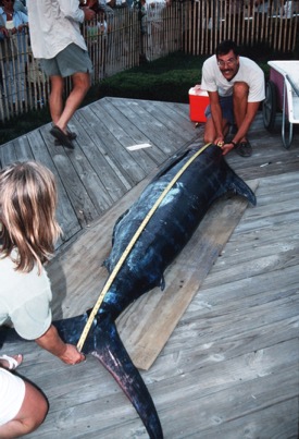 Dr. John Graves measures the length of a blue marlin during the annual Mid-Atlantic Billfish tournament.