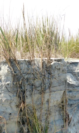 Roots of beach grass, sea oats, and other coastal plants can extend all the way to the dune base. © David Malmquist/VIMS.
