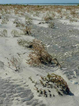 Natural sand dunes typically begin to grow as windblown sand accumulates in the lee of beach plants or wrack. © David Malmquist/VIMS.